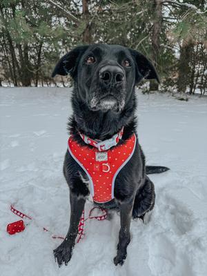 Show full view: Sassy Woof Little Love Neoprene Dog Collar, Large: 26-in neck, 1-in wide slide 7 of 7