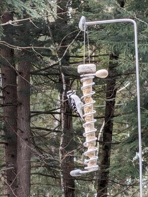 Show full view: Sea Stones Flock Lifetime Suet Plug Hanging Stainless Steel Songbird Feeder, Natural slide 7 of 8