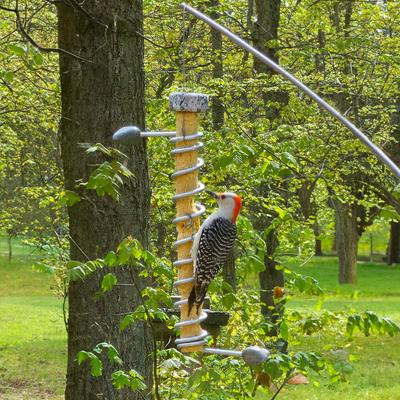 Show full view: Sea Stones Flock Lifetime Suet Plug Hanging Stainless Steel Songbird Feeder, Natural slide 3 of 8