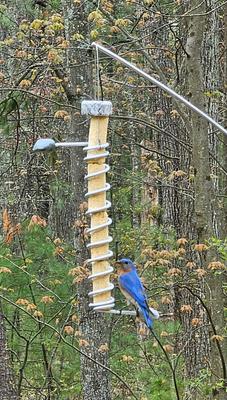 Show full view: Sea Stones Flock Lifetime Suet Plug Hanging Stainless Steel Songbird Feeder, Natural slide 4 of 8