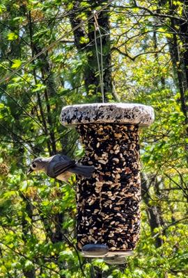 Show full view: Sea Stones Feast Lifetime Seed Cylinder Hanging Stainless Steel Songbird Feeder, Natural slide 7 of 8