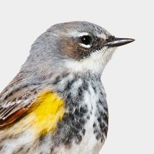 Yellow-rumped Warbler 