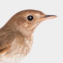 Swainson’s Thrush 