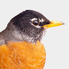American Robin 