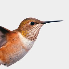 Rufous Hummingbird 