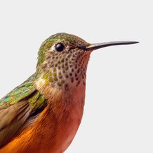 Calliope Hummingbird 