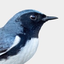 Black-throated Blue Warbler