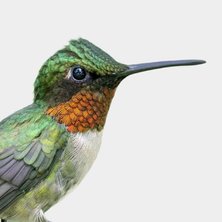 Ruby-throated Hummingbird 