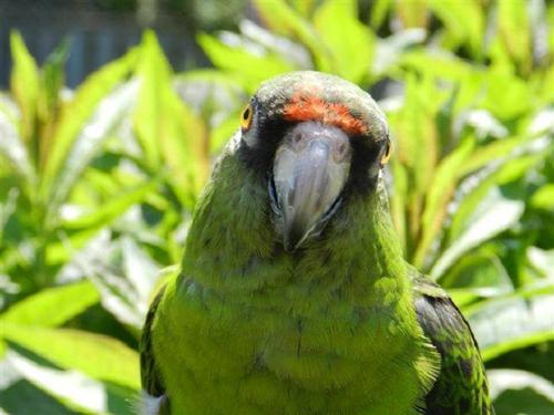 Show full view: Harrison's Bird Foods Pepper Lifetime Coarse Organic Pellet Bird Food, 1-lb bag slide 8 of 9