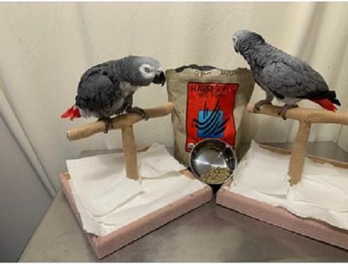 Show full view: Harrison's Bird Foods High Potency Coarse Organic Pellet Bird Food, 1-lb bag slide 8 of 10