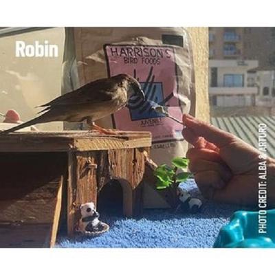 Show full view: Harrison's Bird Foods Juvenile Hand-Feeding Formula Organic Powder Bird Food, 1-lb bag slide 7 of 7