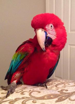 Show full view: Harrison's Bird Foods High Potency Coarse Organic Pellet Bird Food, 1-lb bag slide 9 of 10