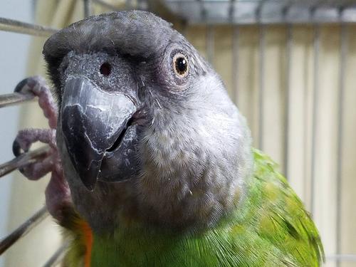 Show full view: Harrison's Bird Foods Fauna Flora Organic Bird Vitamins, 2-oz bag slide 7 of 8