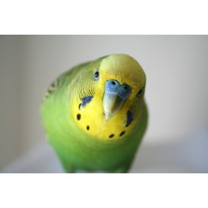 Harrison's Bird Foods Adult Lifetime Fine Organic Pellet Bird Food, 1-lb bag