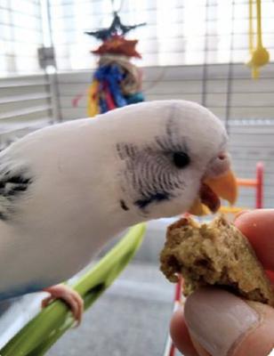 Show full view: Harrison's Bird Foods Bird Bread Mix Omega Organic Powder Bird Food, 11.4-oz bag slide 9 of 9