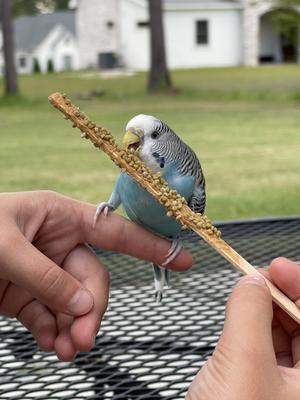 Show full view: Harrison's Bird Foods High Potency Super-Fine Organic Pellet Bird Food, 1-lb bag slide 8 of 9