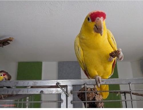 Show full view: Harrison's Bird Foods NUGGIES Birds Treats, 6.9-oz slide 8 of 9