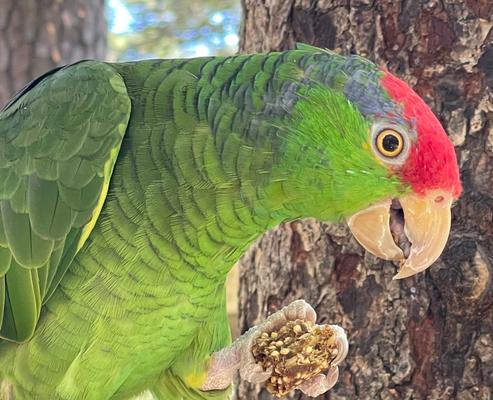 Show full view: Harrison's Bird Foods NUGGIES Birds Treats, 6.9-oz slide 7 of 9