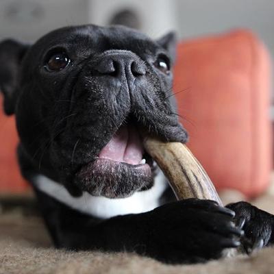 Show full view: Buck Bone Organics Small Whole Elk Antler Dog Treats, 3 count slide 6 of 9