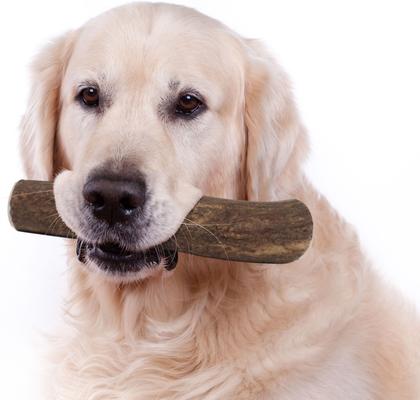 Show full view: Buck Bone Organics Whole Elk Antler Dog Treats, 2 count, Large slide 7 of 8