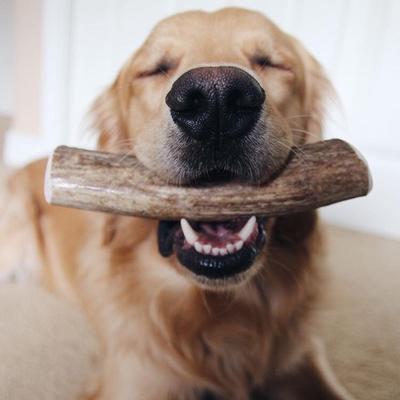 Show full view: Buck Bone Organics Whole Elk Antler Dog Treats, 2 count, Large slide 6 of 8