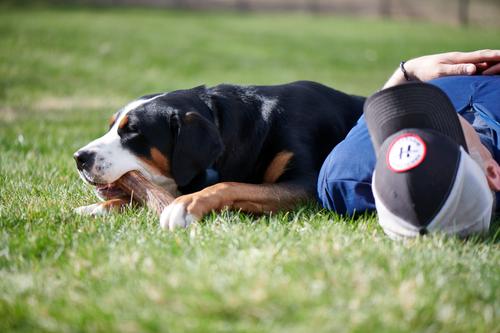 Show full view: Buck Bone Organics Whole Elk Antler Dog Chews, 8 - 10 in slide 7 of 9