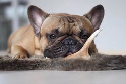 Buck Bone Organics Medium Deer Antler Dog Treats slide 2 of 6