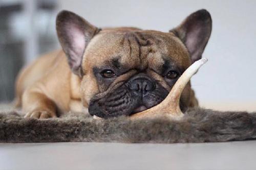 Show full view: Buck Bone Organics Medium Deer Antler Dog Treats slide 7 of 7