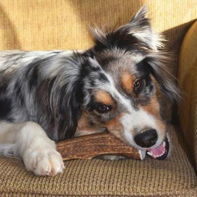 Show full view: Buck Bone Organics Whole Elk Antler Dog Chews, 4.5 - 5 in slide 6 of 7