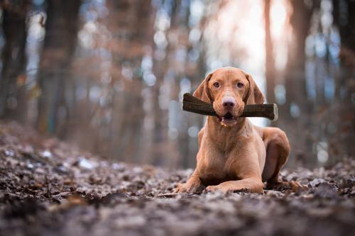 Show full view: Buck Bone Organics Whole Elk Antler Dog Chews, 8 - 10 in slide 8 of 9