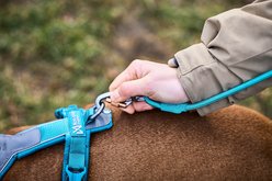 Non-stop Dogwear Trekking Rope Dog Leash, Teal, 2-m long, 8-mm wide slide 2 of 4