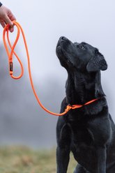 Non-stop Dogwear Retriever Dog Leash, Black, 1.6-m long, 8-mm wide slide 2 of 2