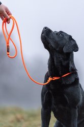 Non-stop Dogwear Retriever Dog Leash, Orange, 1.6-m long, 8-mm wide slide 2 of 2