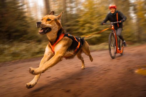 Show full view: Non-stop Dogwear Freemotion 5.0 Dog Harness, Black/Orange, 4: 16.1 to 26.8-in chest slide 3 of 5