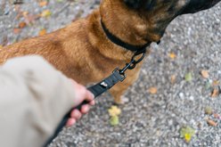 Non-stop Dogwear Security Strap WD Dog Leash, Black slide 2 of 2