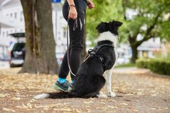 Non-stop Dogwear Line Grip Dog Harness, Black, 6: 22.0 to 34.3-in chest slide 2 of 3