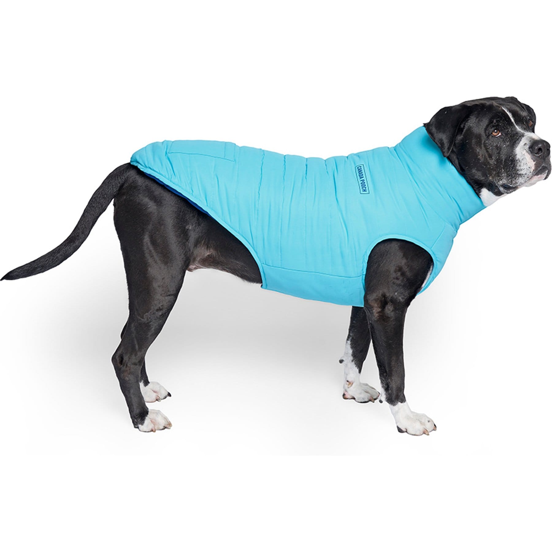 Canada Pooch Reversible Solid Insulated Dog Puffer Vest, Blue/Teal, 20-in