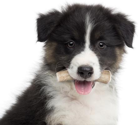 Show full view: Buck Bone Organics Small Whole Elk Antler Dog Treats, 3 count slide 8 of 9