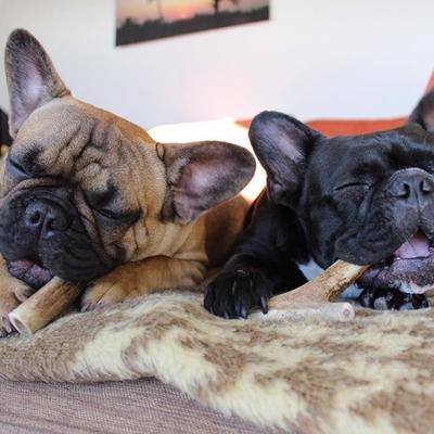 Show full view: Buck Bone Organics Small Whole Elk Antler Dog Treats, 3 count slide 7 of 9