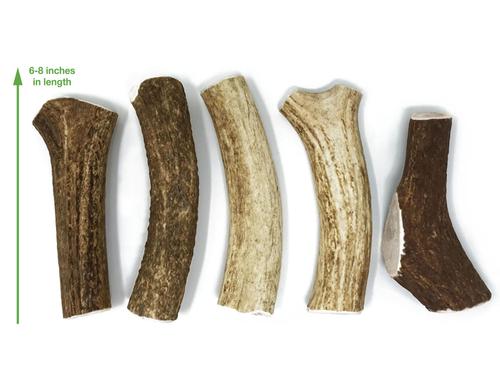 Show full view: Buck Bone Organics Whole Elk Antler Dog Treats, 2 count, Large slide 8 of 8