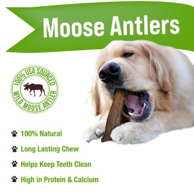 Show full view: Buck Bone Organics Moose Antler Dog Treats, Medium slide 4 of 10