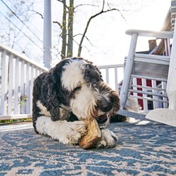 Buck Bone Organics Moose Antler Dog Treats, Large slide 2 of 8