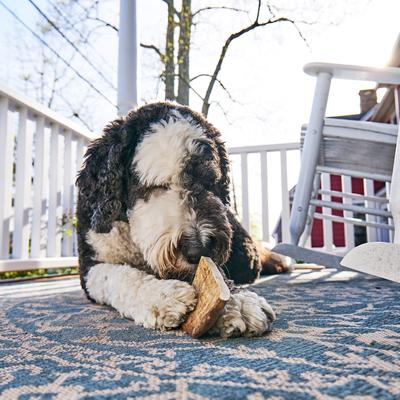 Show full view: Buck Bone Organics Moose Antler Dog Treats, Medium slide 9 of 10