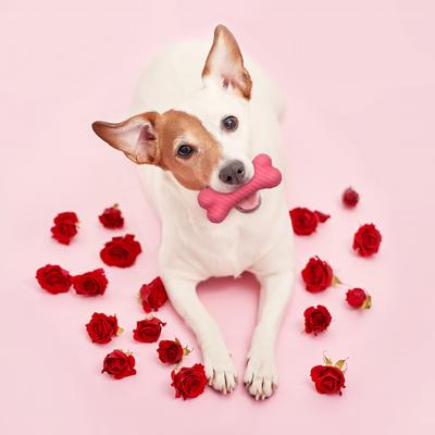 Show full view: Playology Red Velvet Cake Scented Dual Layer Bone Dog Toy, Small, 2 count slide 3 of 6