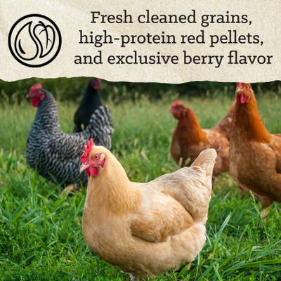 Show full view: Nutrena Hi Pro Chicken 12% Protein Scratch Grains & Protein Pellets, 7-lb bag slide 5 of 9