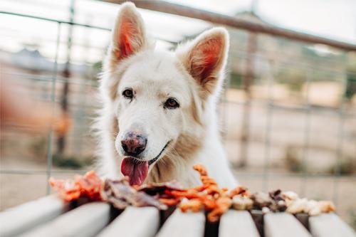 Show full view: Ernie Els Pet Products Ernie's Chicken Wrapped Sweet Potato Recipe Grain-Free Jerky Dog Treats, 16-oz pouch slide 5 of 8