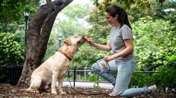 Ernie Els Pet Products Ernie's Chicken Liver Grain-Free Freeze-Dried Dog Treats, 3-oz pouch slide 2 of 5