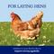 Show in main carousel: Nutrena NatureWise Oyster Shell Poultry Supplement, 7-lb bag slide 3 of 9