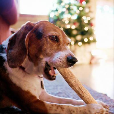 Show full view: allforpaws TIMBERBITZ Coffee Wood Natural Chew Dog Toy, Large slide 2 of 7