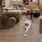 Show in main carousel: allforpaws Chase Me Nowhere Cat Toy slide 6 of 8